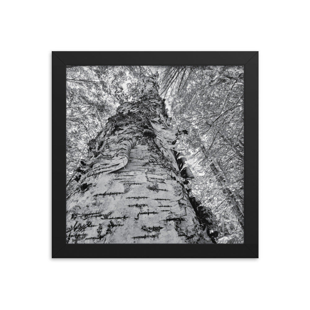 Framed Poster - The Tall Birch