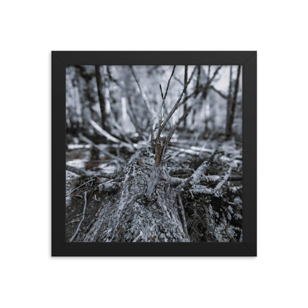 Framed Poster - A Felled Tree