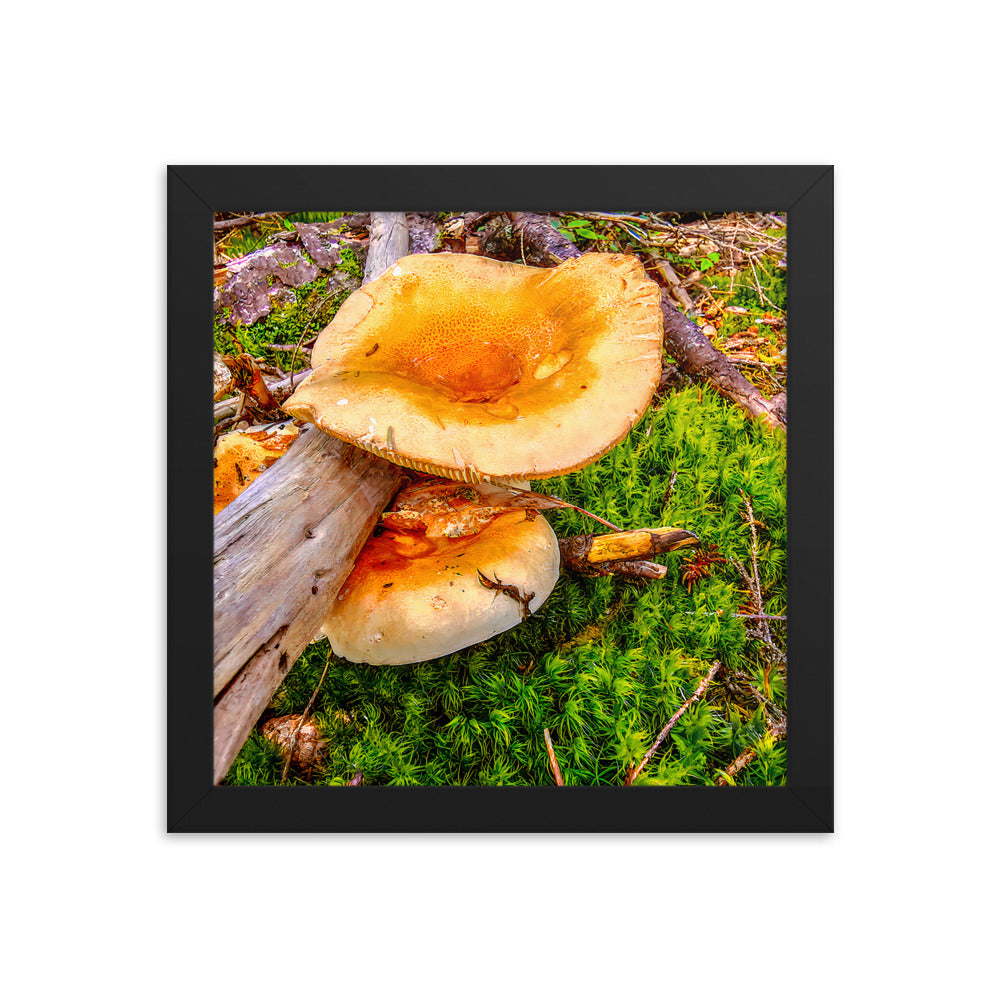 Framed Poster - The Mushroom And The Log