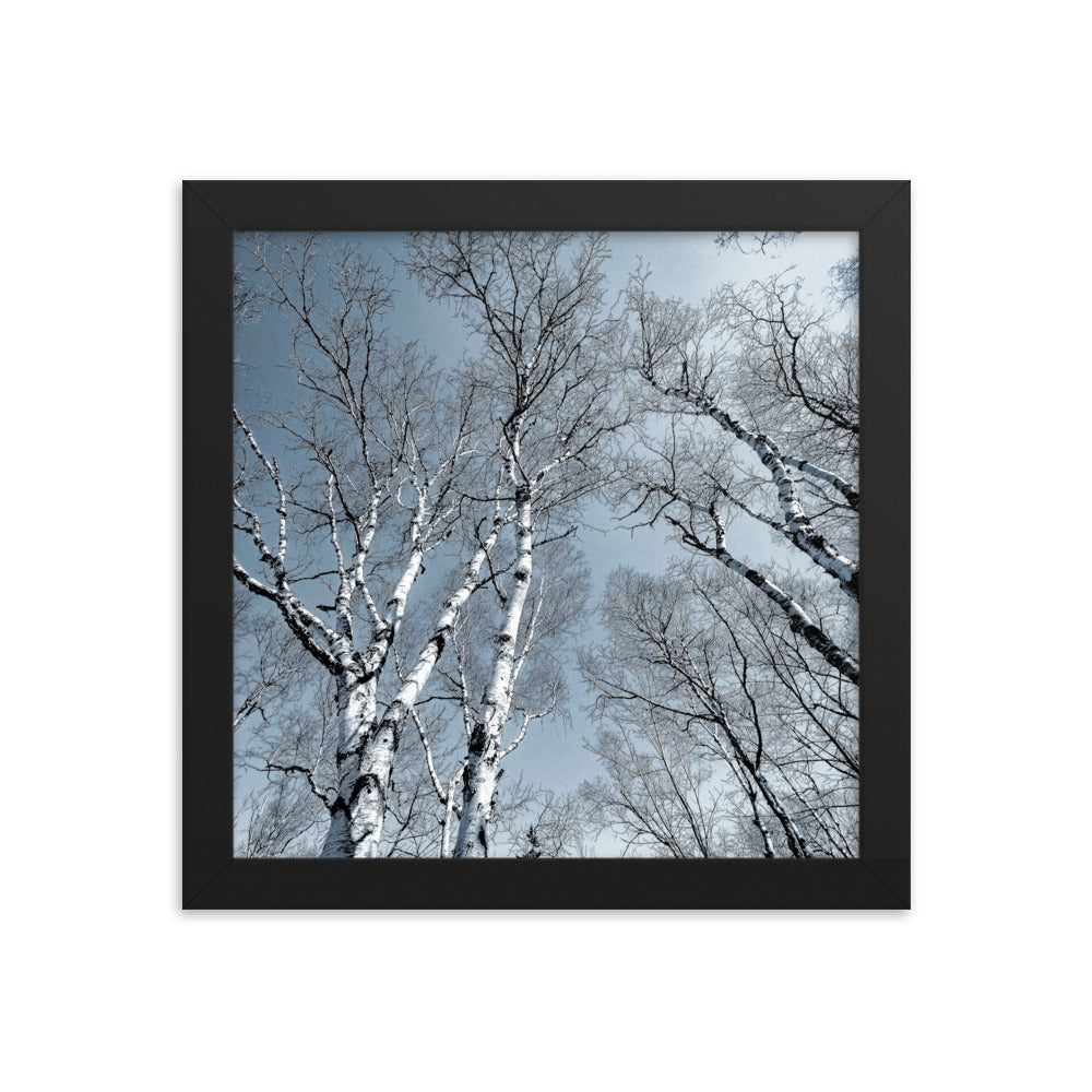 Framed Poster - The Birches