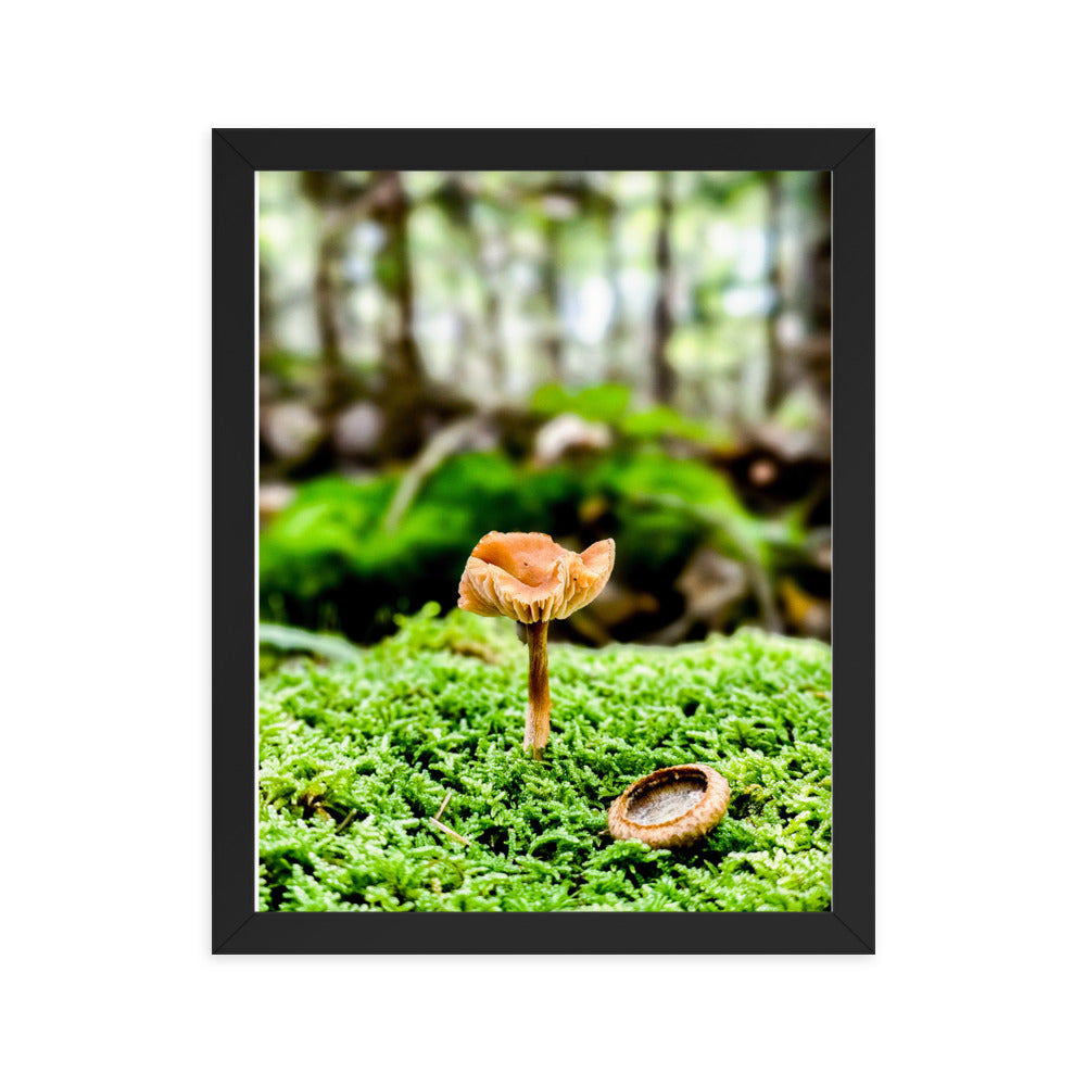 Framed Poster - The Mushroom And The Acorn