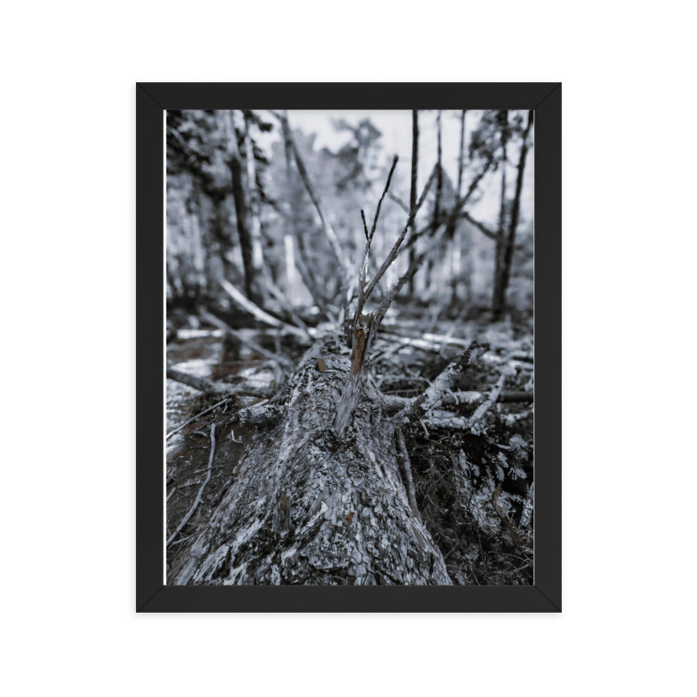 Framed Poster - A Felled Tree