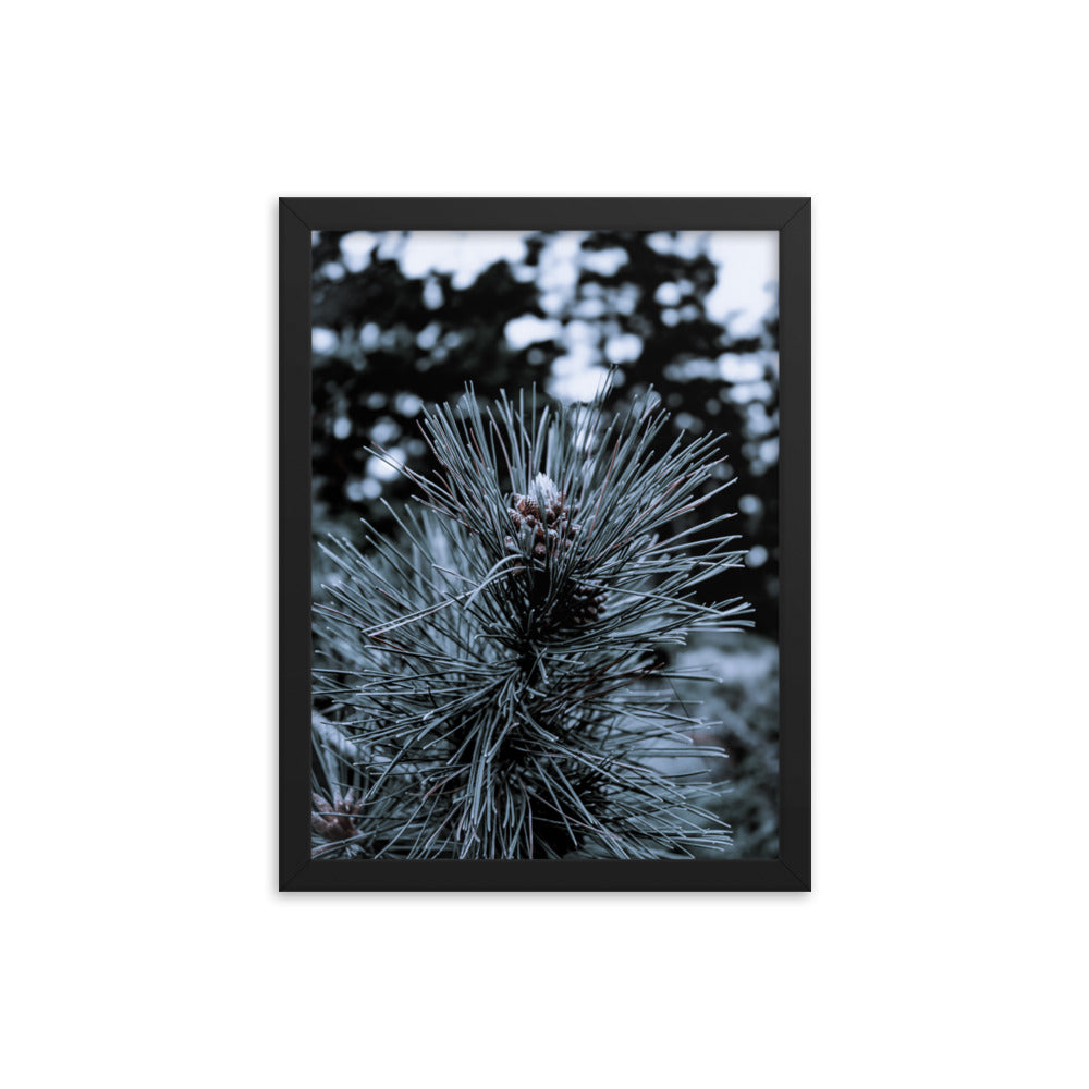 Framed Poster - Cedar Pine