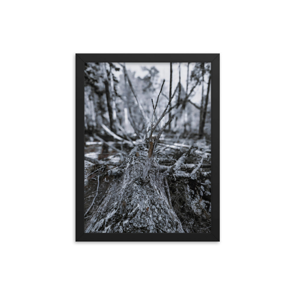 Framed Poster - A Felled Tree