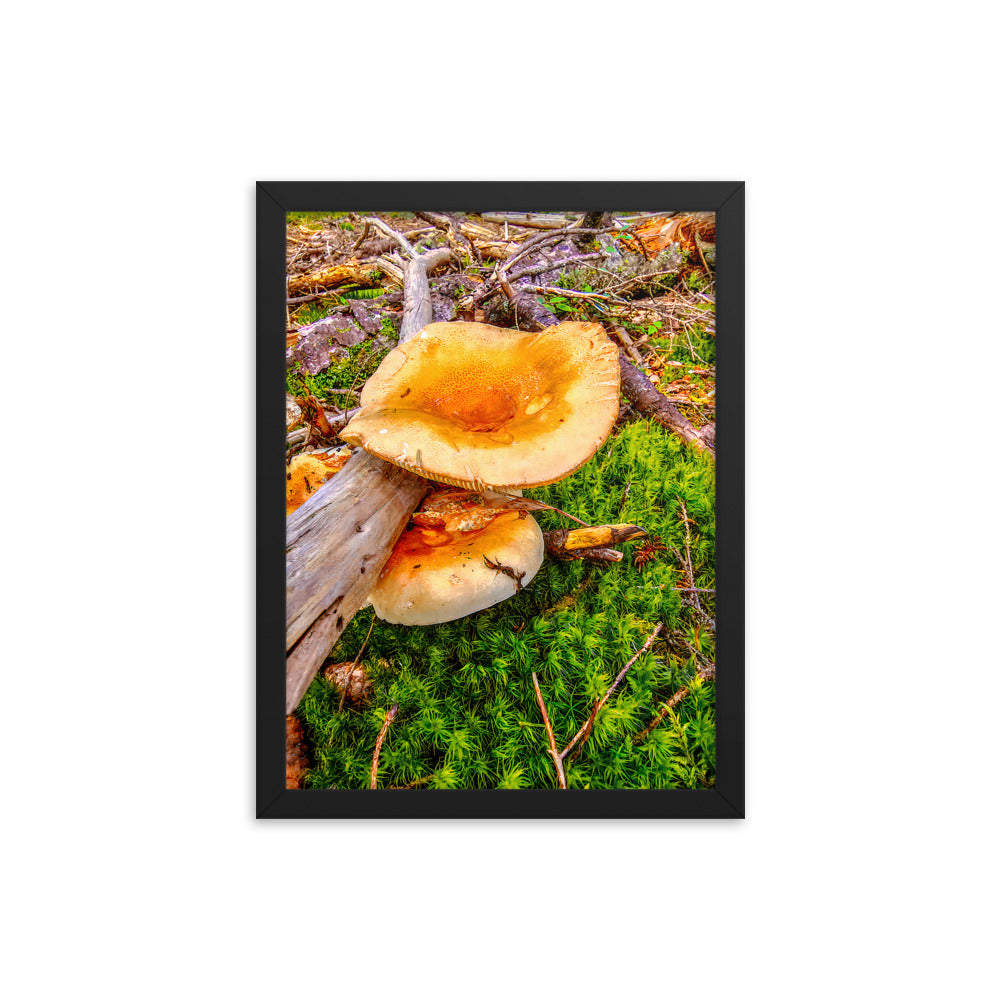 Framed Poster - The Mushroom And The Log