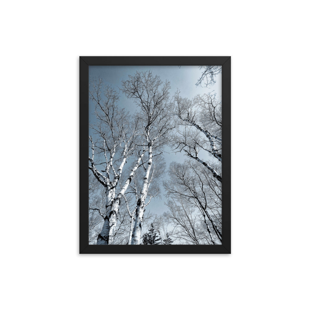 Framed Poster - The Birches