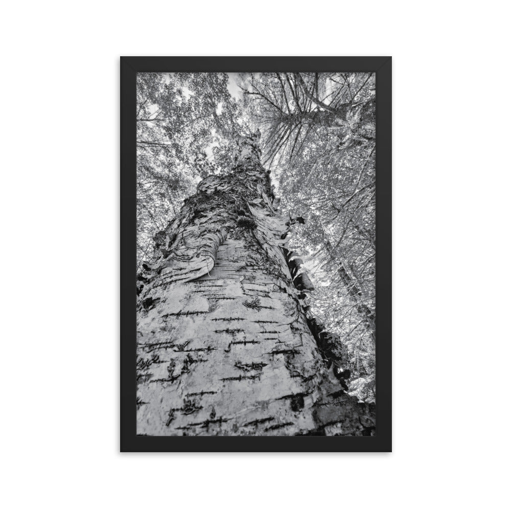 Framed Poster - The Tall Birch