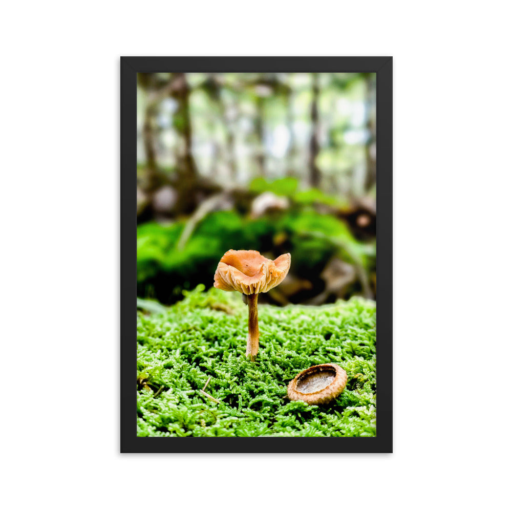 Framed Poster - The Mushroom And The Acorn