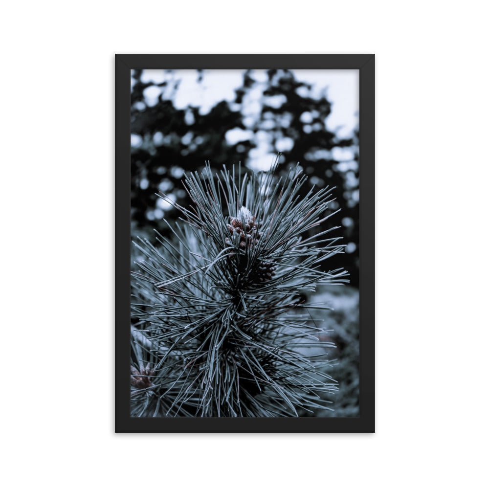 Framed Poster - Cedar Pine