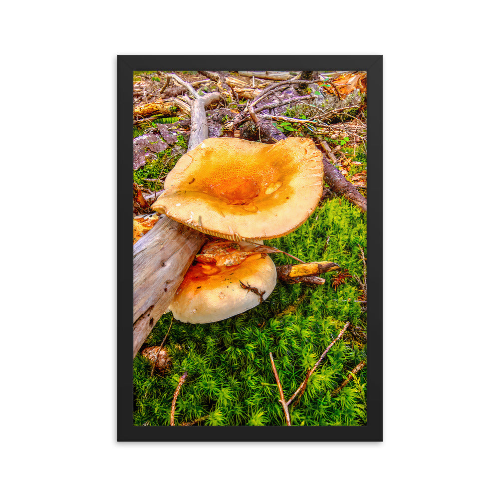 Framed Poster - The Mushroom And The Log