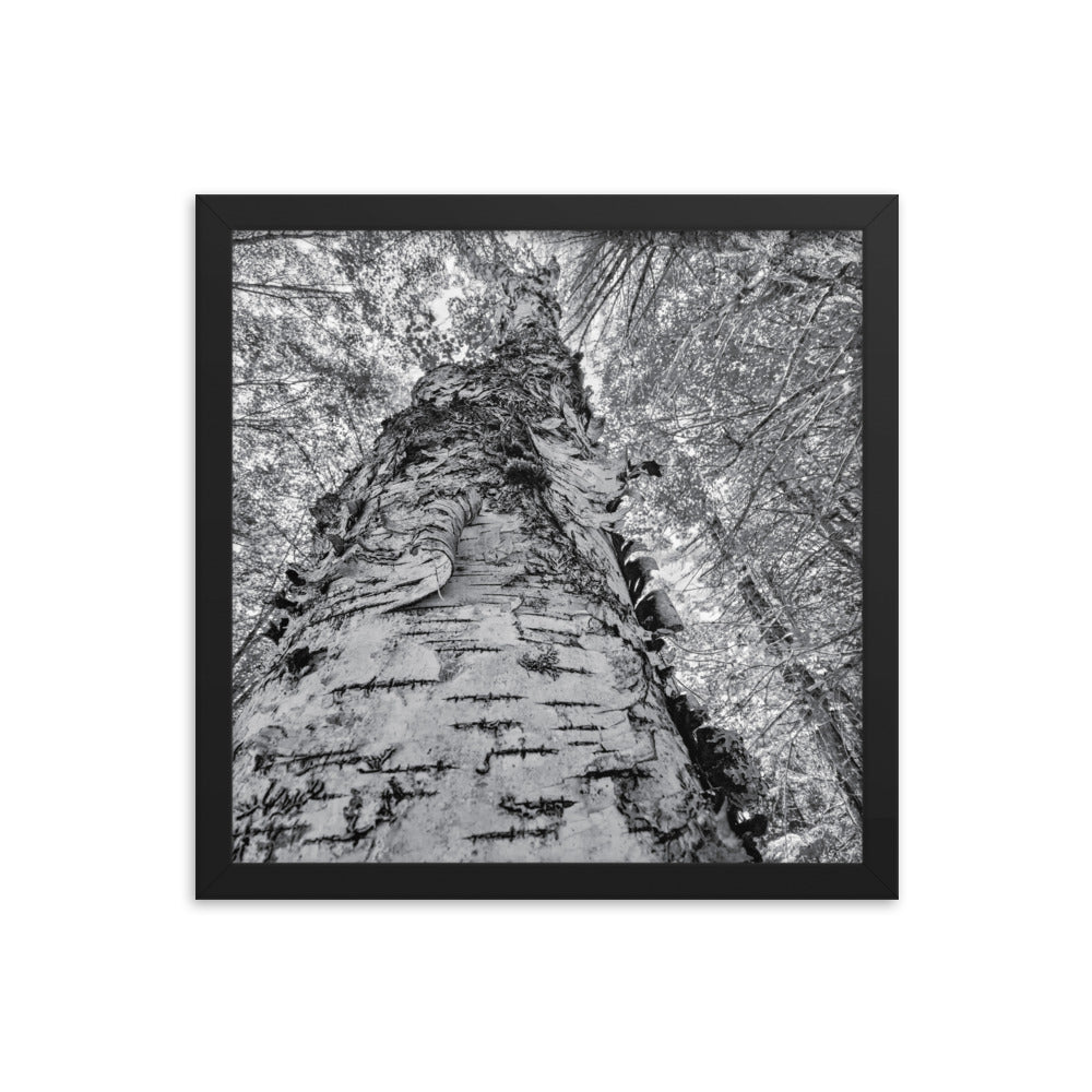 Framed Poster - The Tall Birch