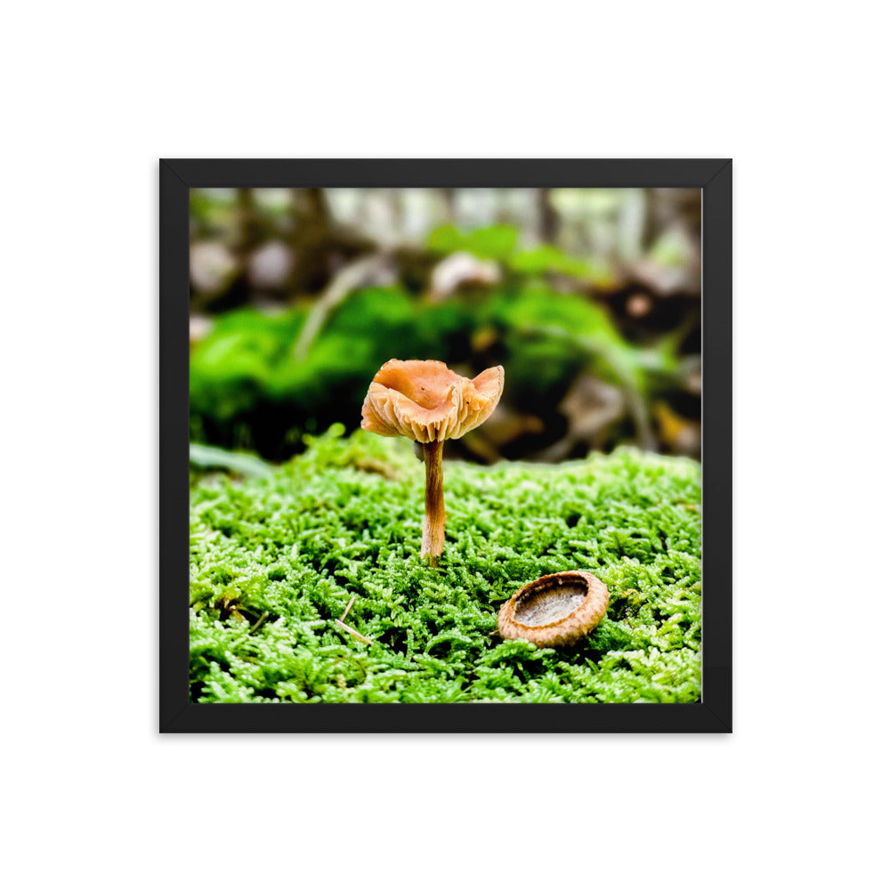 Framed Poster - The Mushroom And The Acorn