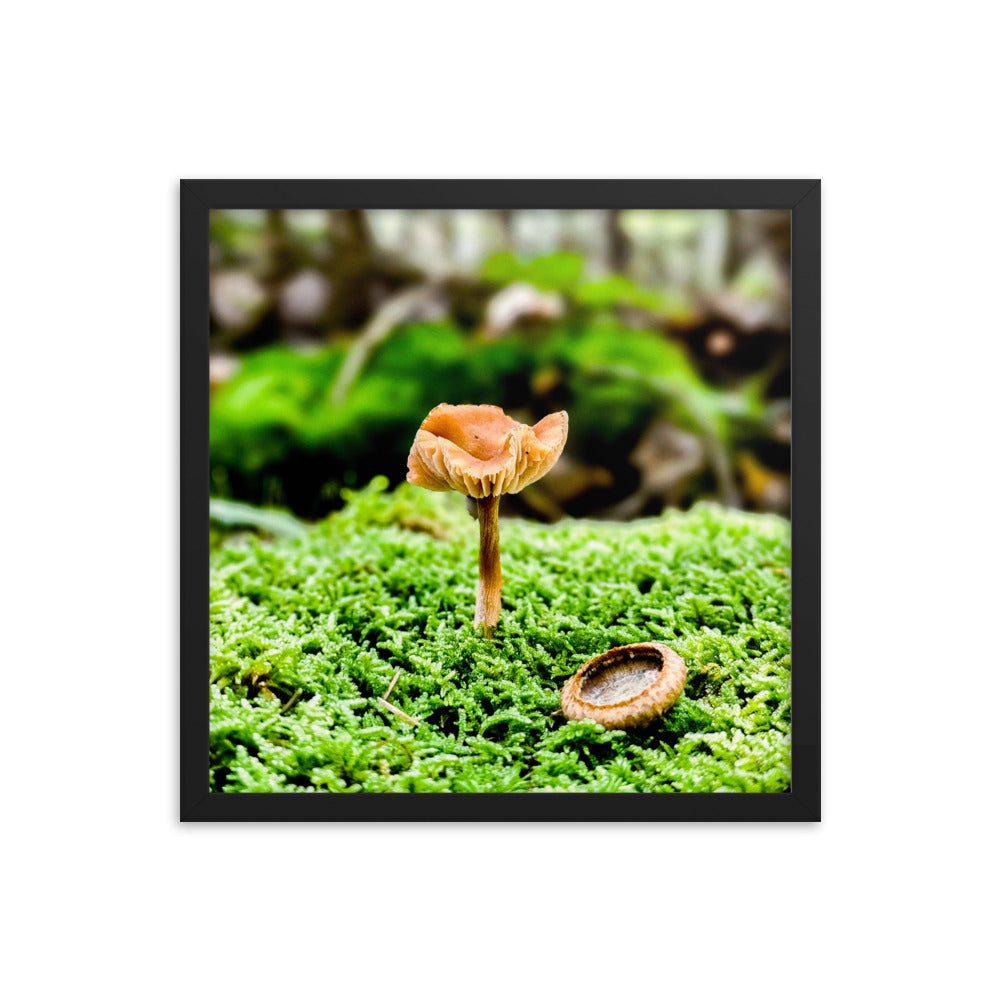 Framed Poster - The Mushroom And The Acorn