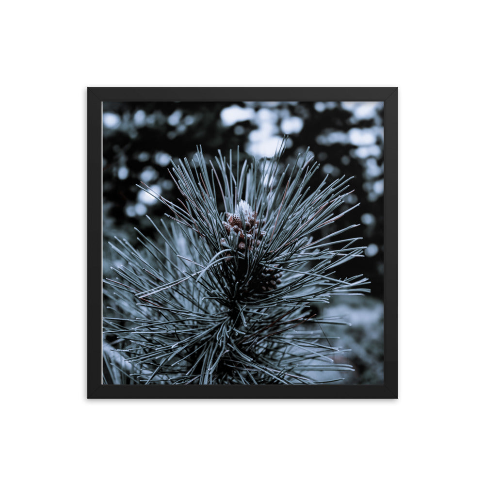 Framed Poster - Cedar Pine