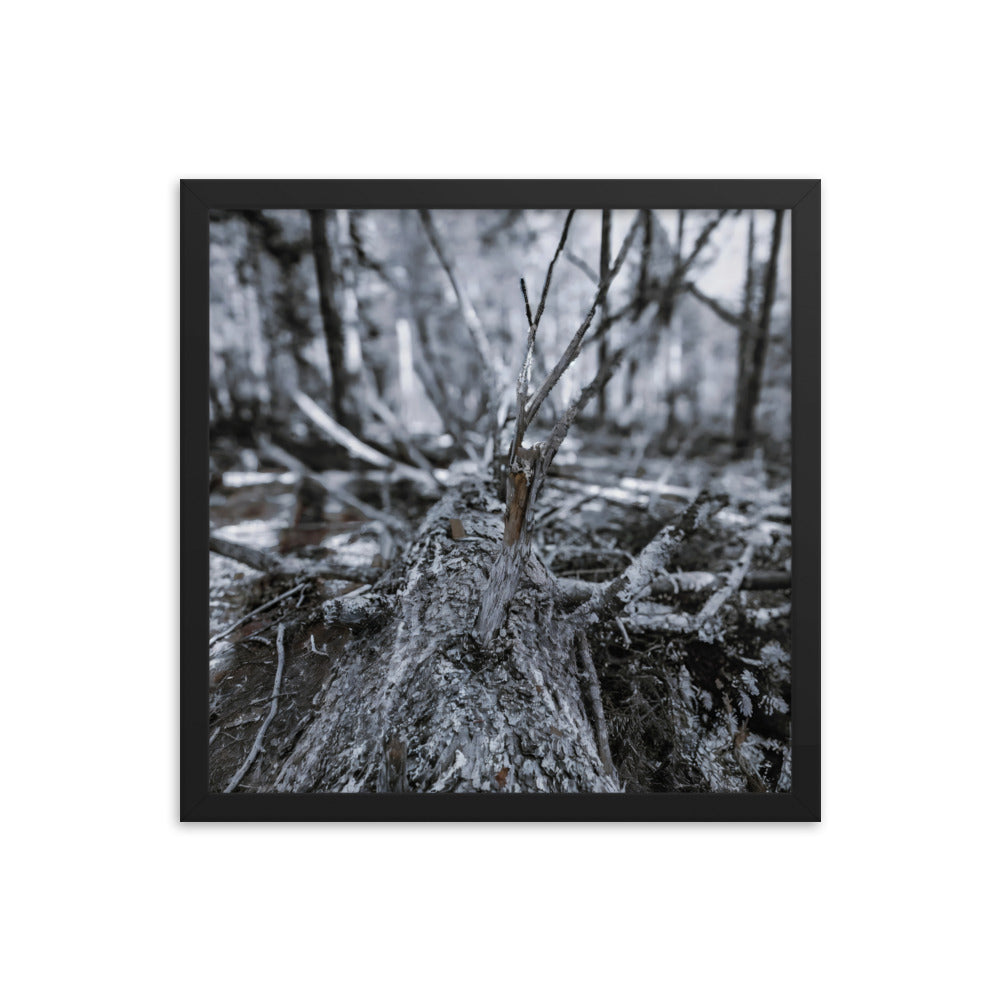 Framed Poster - A Felled Tree