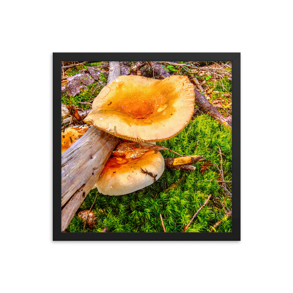 Framed Poster - The Mushroom And The Log