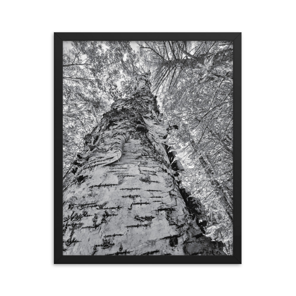 Framed Poster - The Tall Birch