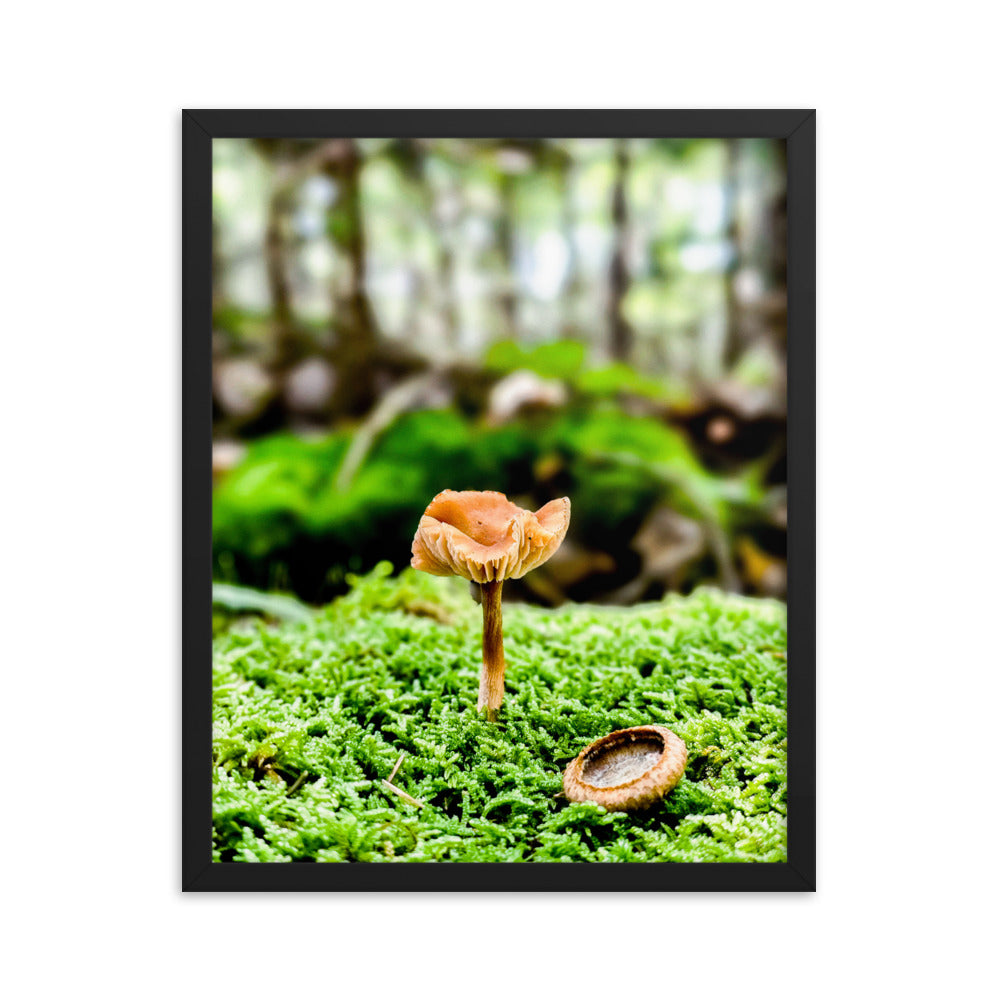 Framed Poster - The Mushroom And The Acorn