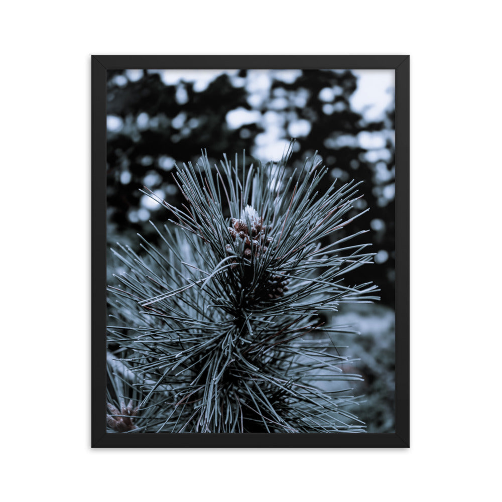 Framed Poster - Cedar Pine