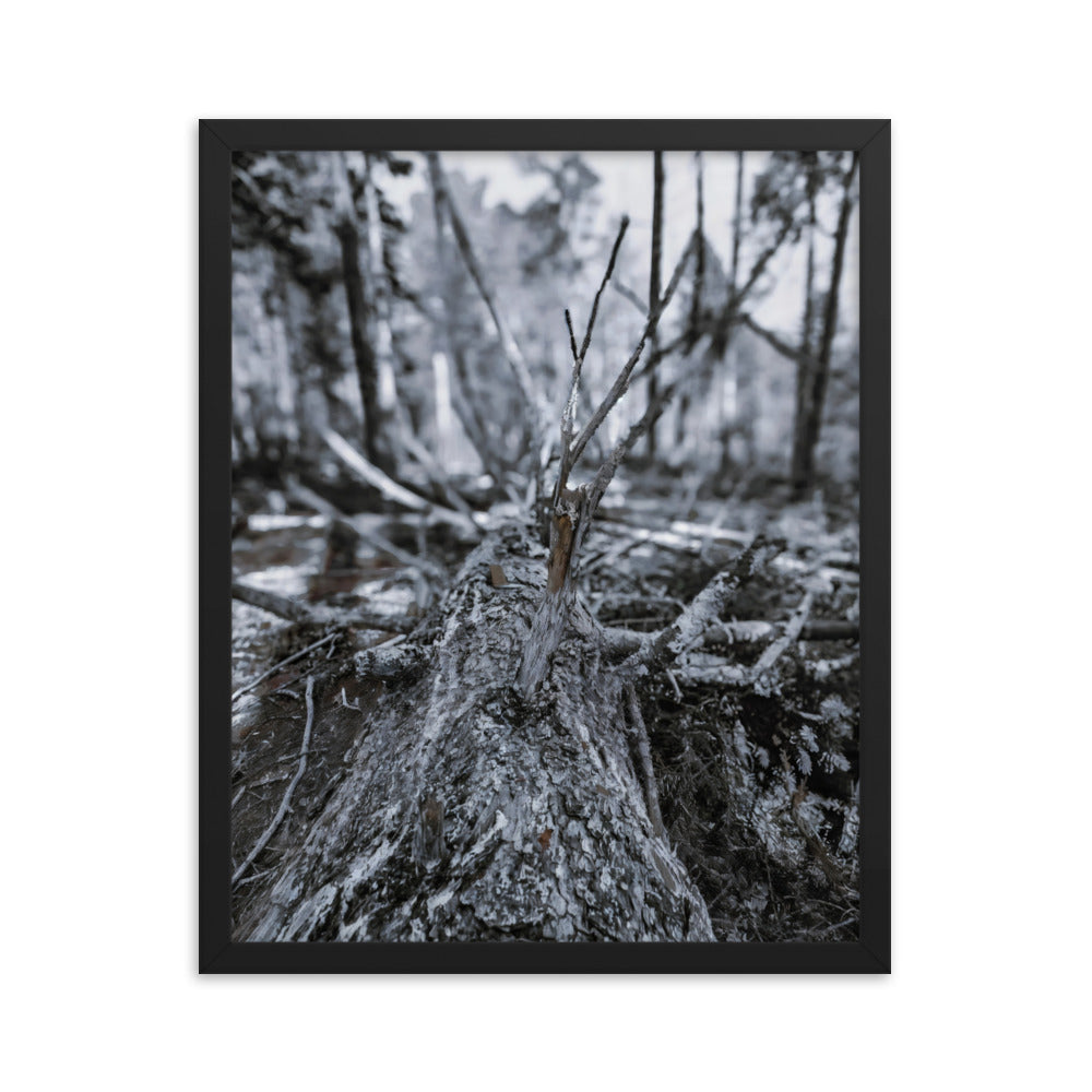 Framed Poster - A Felled Tree