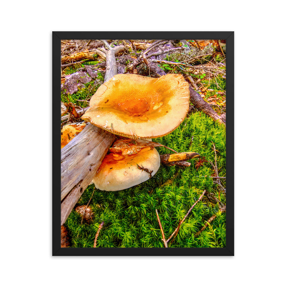 Framed Poster - The Mushroom And The Log