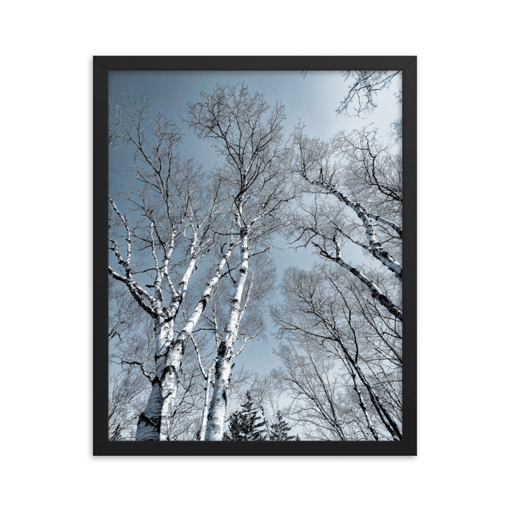 Framed Poster - The Birches