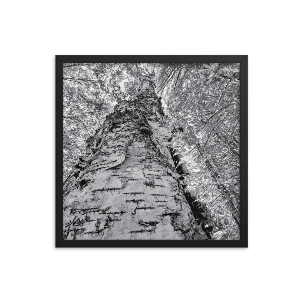 Framed Poster - The Tall Birch