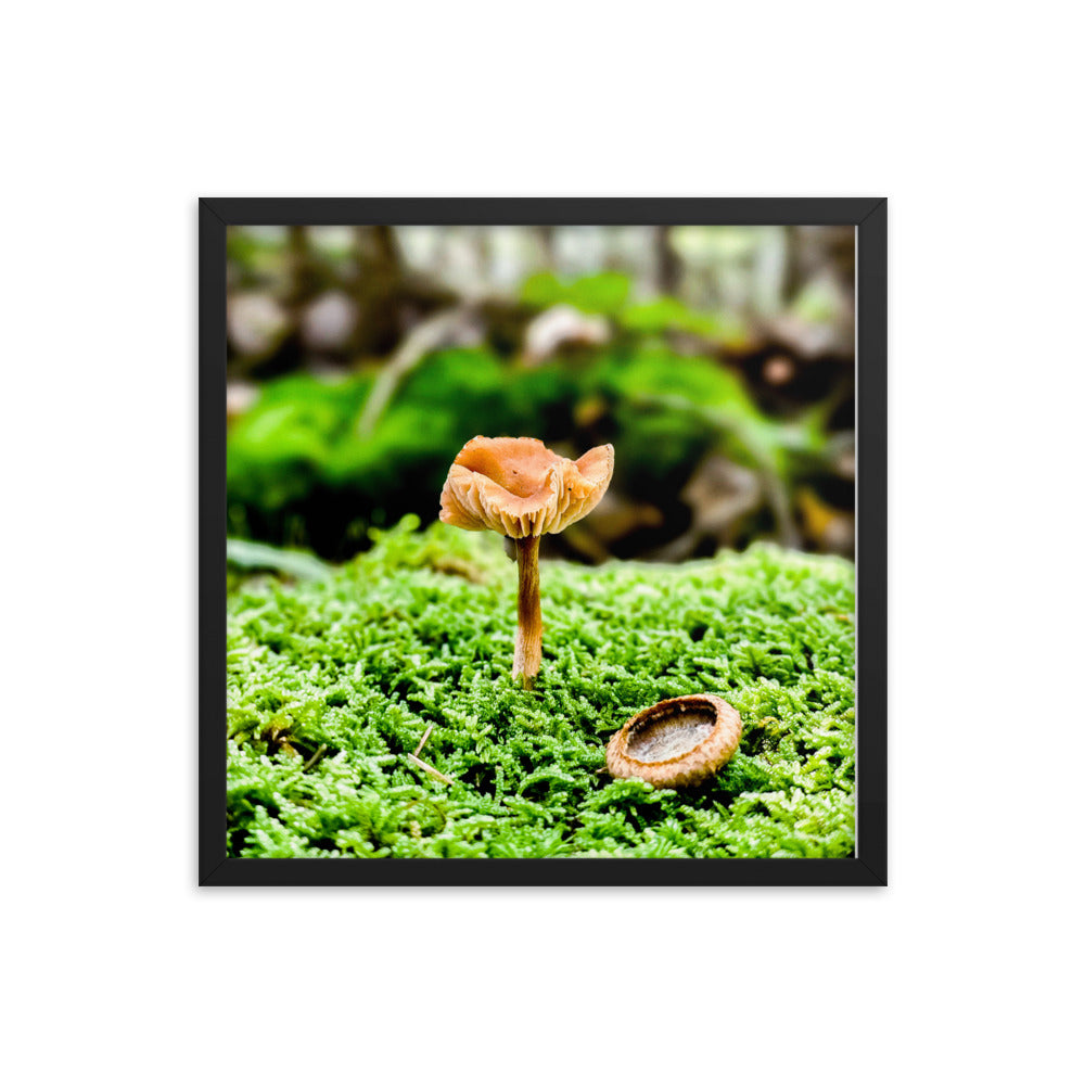 Framed Poster - The Mushroom And The Acorn