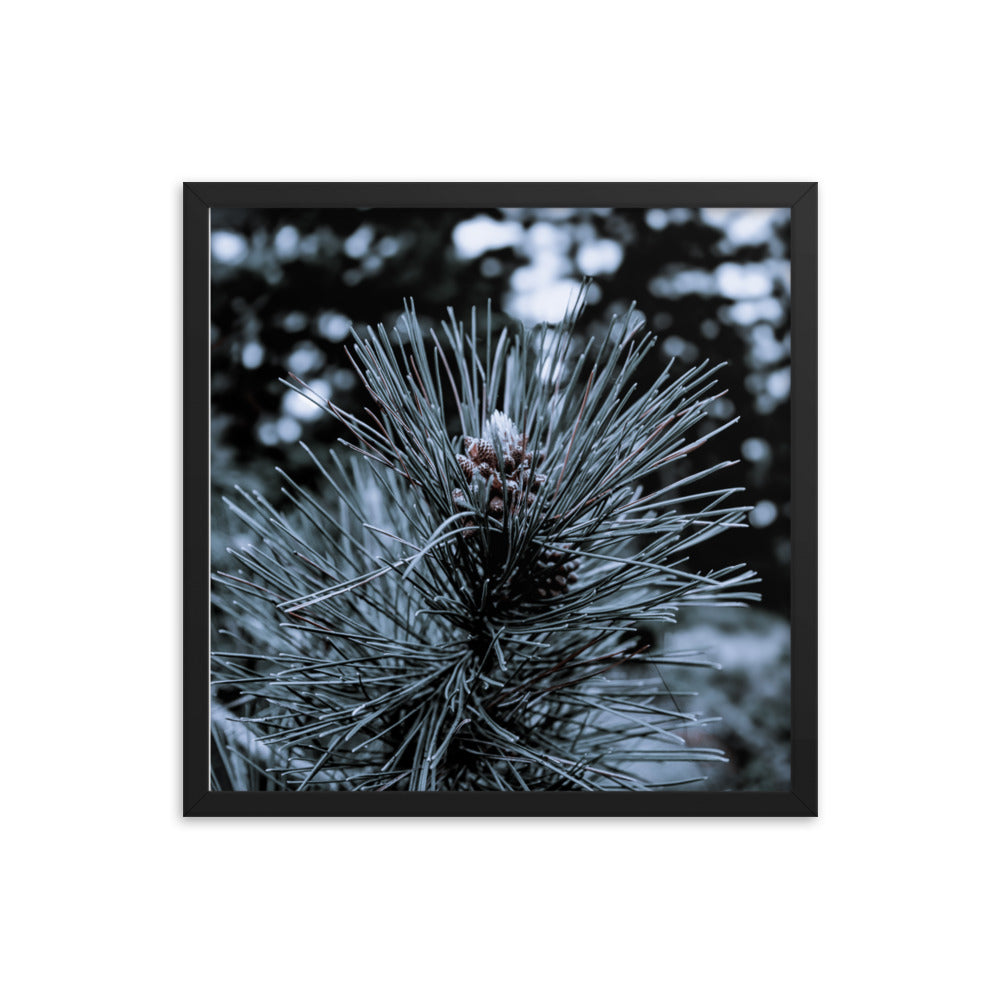 Framed Poster - Cedar Pine