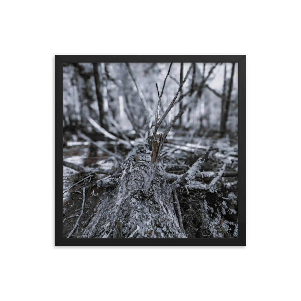 Framed Poster - A Felled Tree