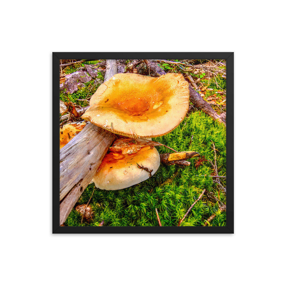 Framed Poster - The Mushroom And The Log