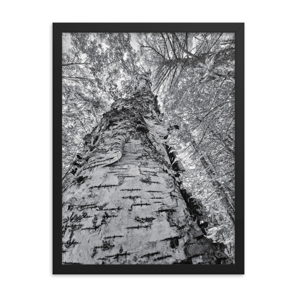 Framed Poster - The Tall Birch