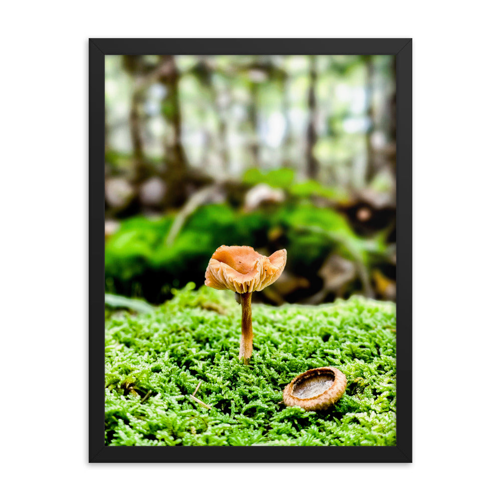 Framed Poster - The Mushroom And The Acorn