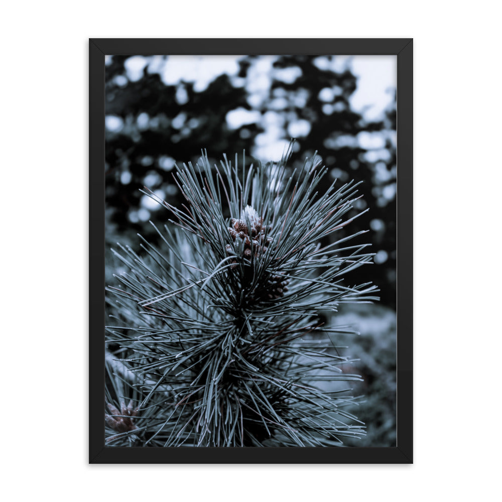 Framed Poster - Cedar Pine