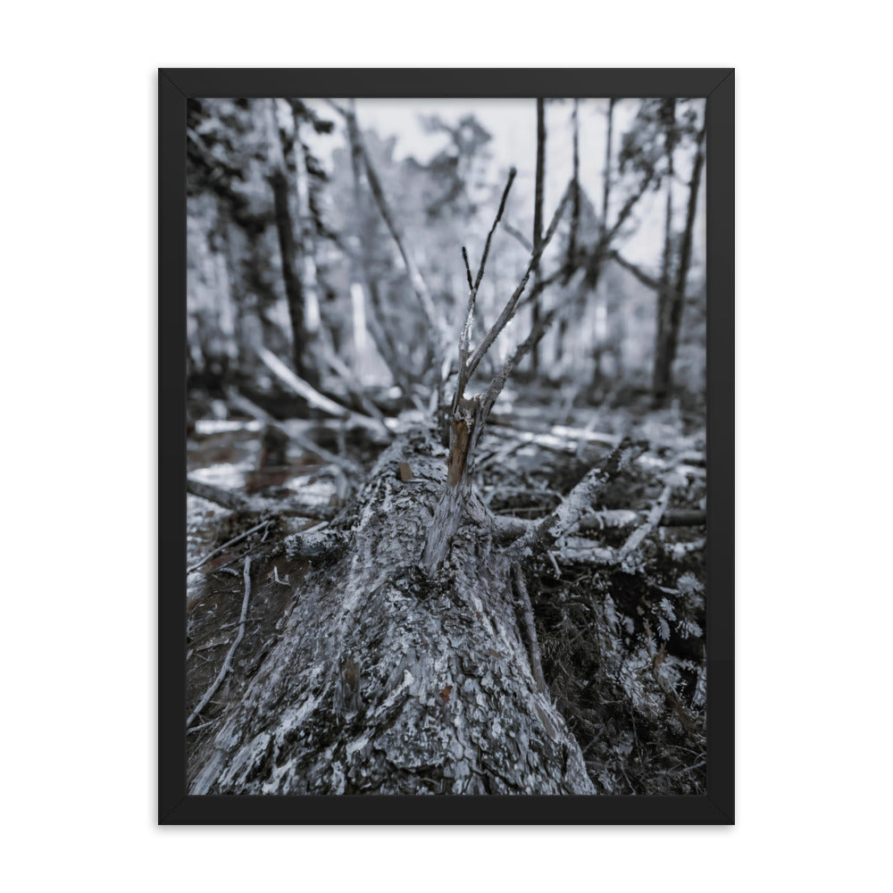 Framed Poster - A Felled Tree