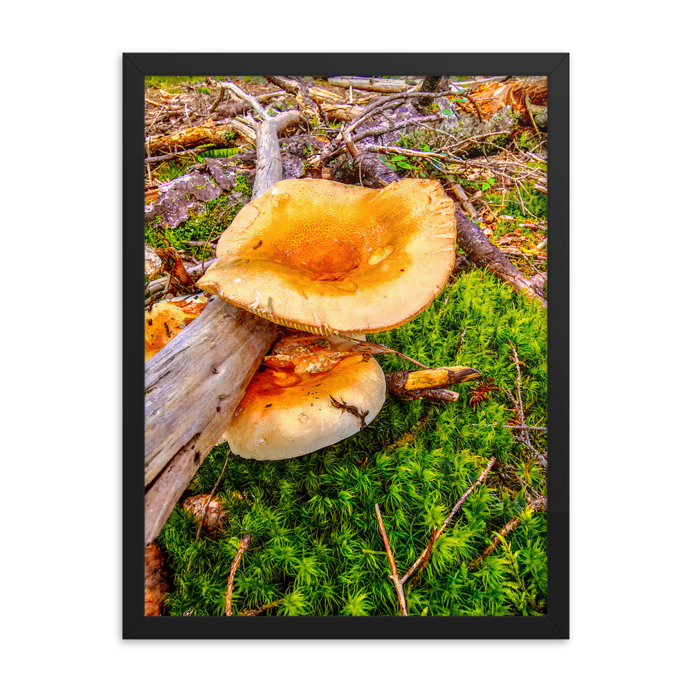 Framed Poster - The Mushroom And The Log