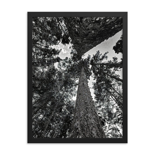 Framed Poster - The Stretched Pines