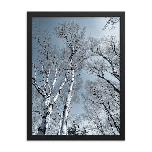 Framed Poster - The Birches