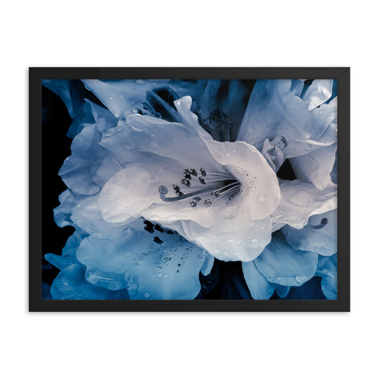 Framed Poster - Drops On Azaleas In Blue