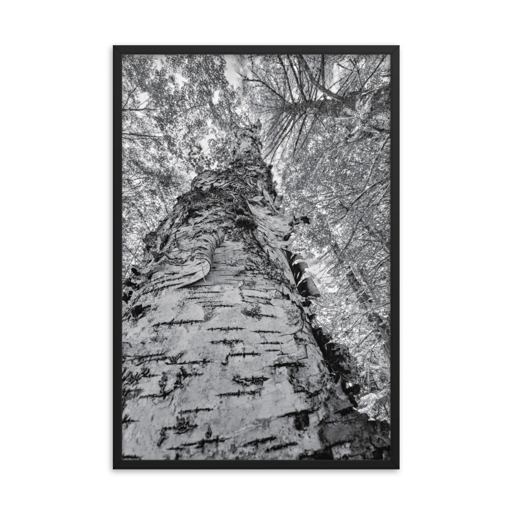 Framed Poster - The Tall Birch