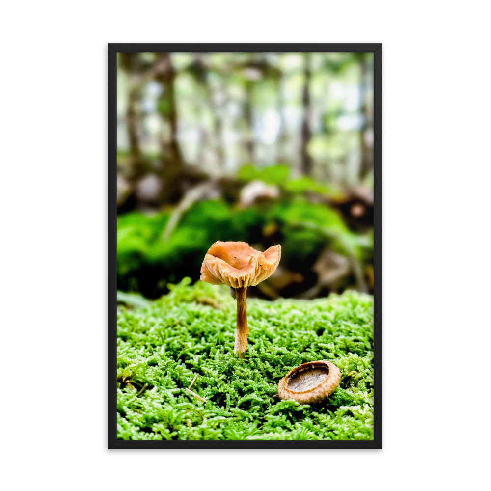 Framed Poster - The Mushroom And The Acorn