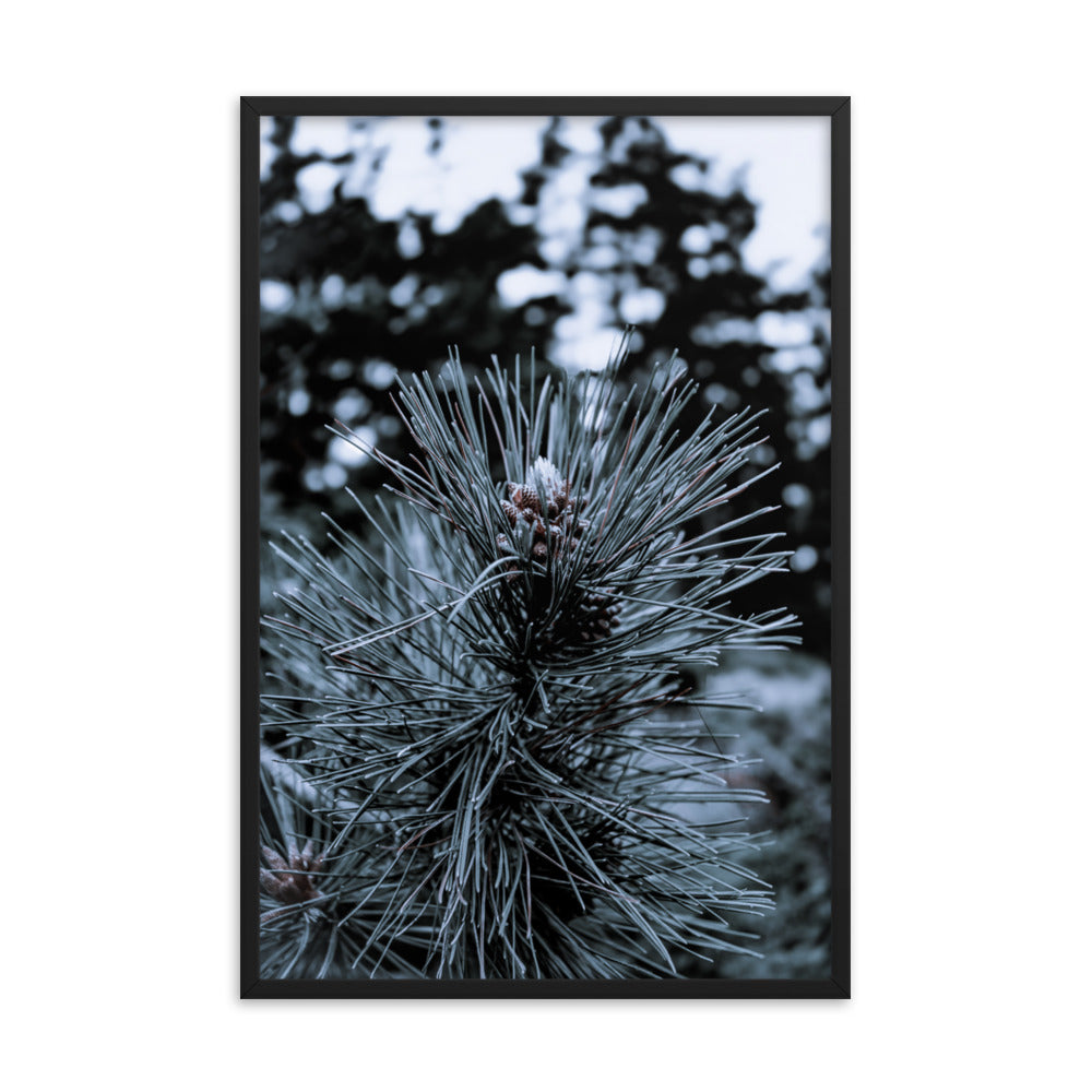 Framed Poster - Cedar Pine