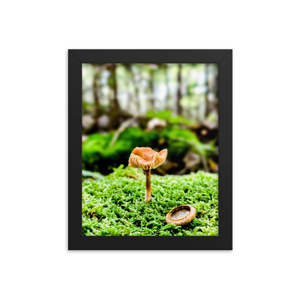 Framed Poster - The Mushroom And The Acorn