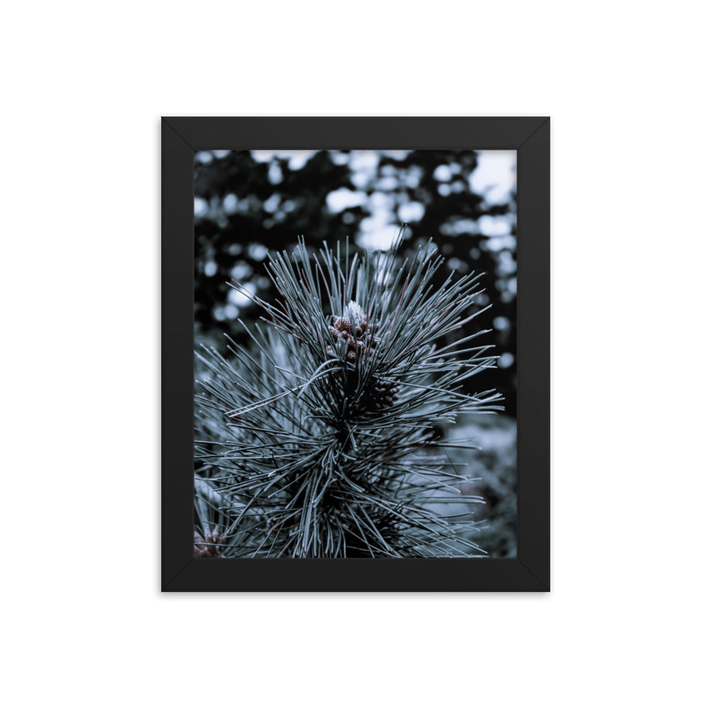 Framed Poster - Cedar Pine