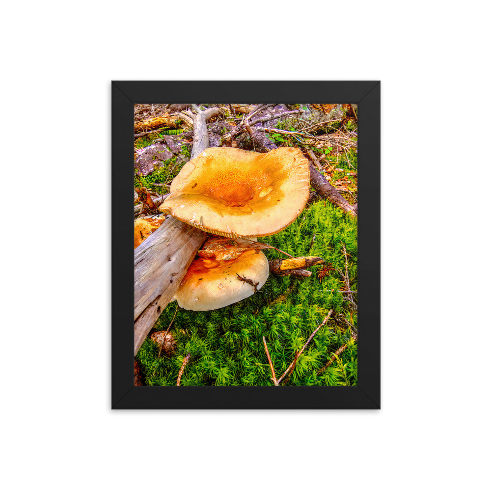 Framed Poster - The Mushroom And The Log