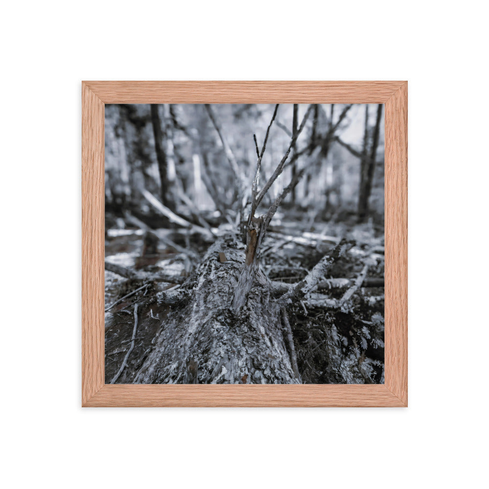 Framed Poster - A Felled Tree