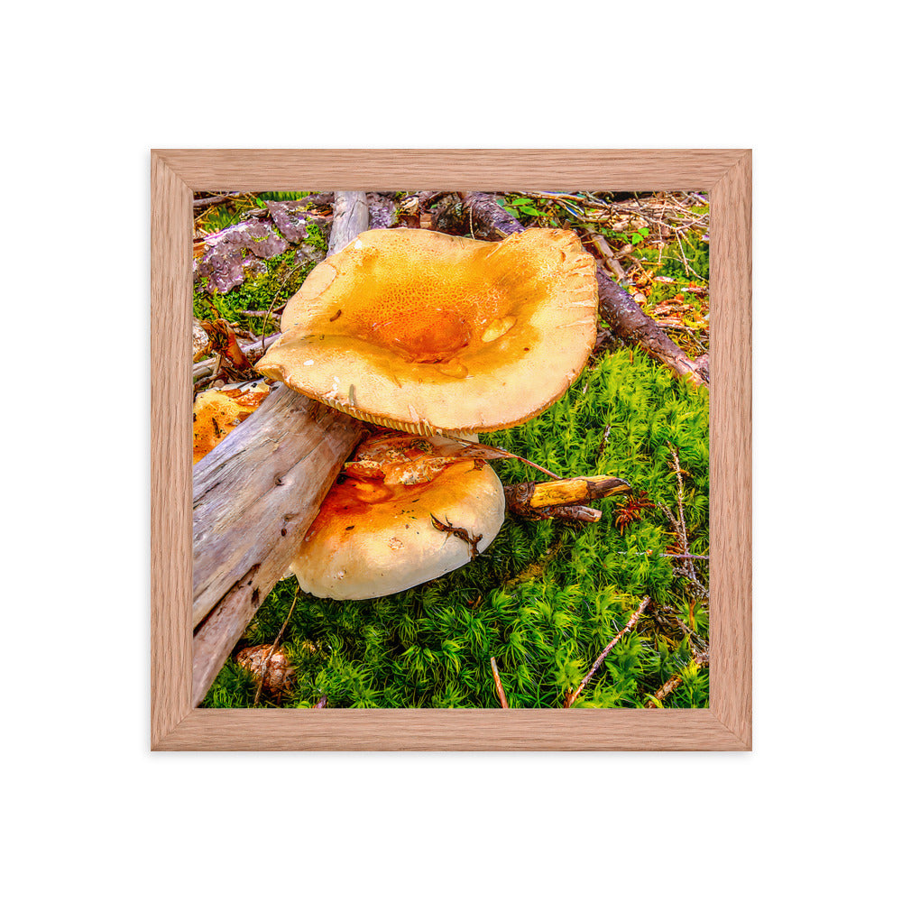 Framed Poster - The Mushroom And The Log