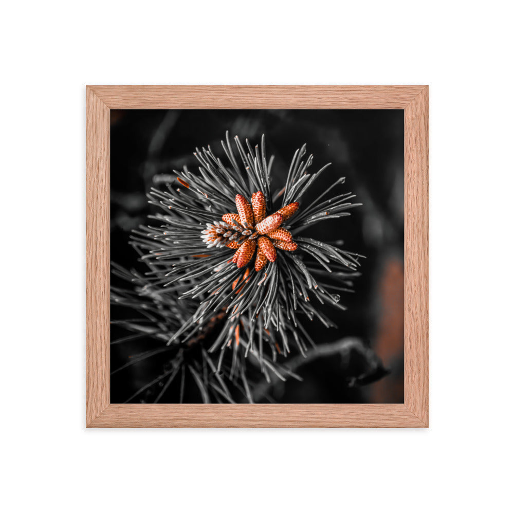 Framed Poster - Rusted Pine