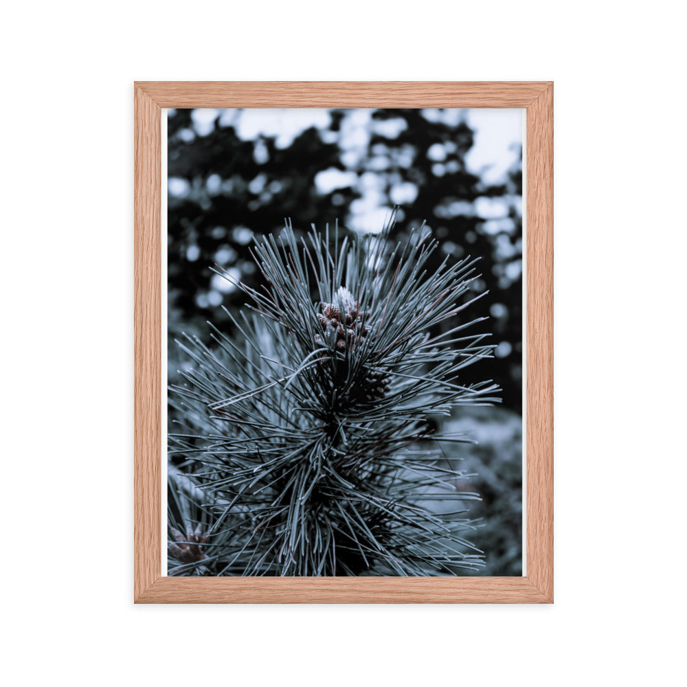 Framed Poster - Cedar Pine