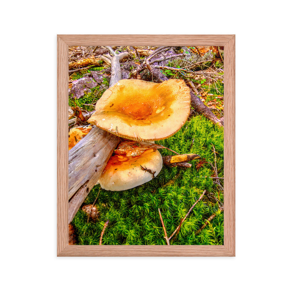 Framed Poster - The Mushroom And The Log